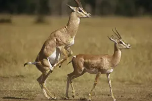Antelopes Prints: Grant's Gazelle - attempting to mount female Maasai Mara Kenya Africa