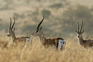 Grants gazelle - three in grass
