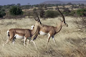 Grant's gazelle. Kenya - Africa