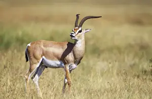 Antelopes Prints: Grant's Gazelle Maasai Mara, Kenya Africa