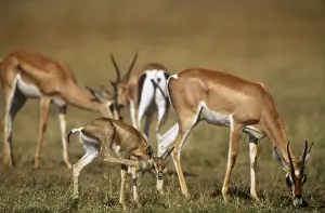 Grant's Gazelle Maasai Mara, Kenya, Africa