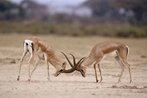 Grants Gazelle - males fighting