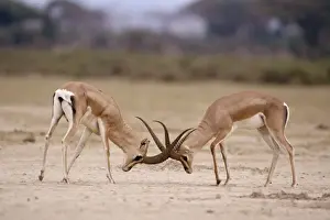 Grants Prints: Grant's Gazelle - males fighting Maasai Mara, Kenya, Africa