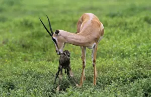 Gazelles Prints: Grant's Gazelle - and new born