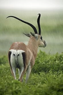 Images Dated 4th February 2007: Grant's Gazelle - rear view - against the rain Ngorngoro
