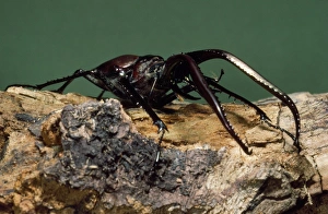 Images Dated 22nd December 2008: Grant's Stag Beetle Chile
