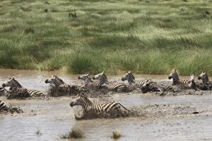 Images Dated 9th February 2011: Grant's Zebra - herd crossing a river - Serengeti NP - Tanzania