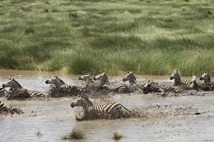 Grants Prints: Grant's Zebra - herd crossing a river - Serengeti NP - Tanzania