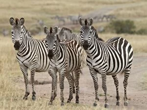 Images Dated 12th August 2010: Grant's Zebra - herd - Maasai Mara - Kenya