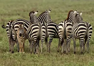 Herds Prints: Grant's Zebra - herd with young one - Serengeti NP - Tanzania Manipulated image: animal removed from background