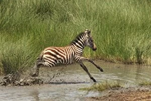 Images Dated 9th February 2011: Grant's Zebra - young crossing a river - Serengeti NP - Tanzania