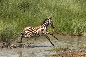 Images Dated 9th February 2011: Grant's Zebra - young crossing a river - Serengeti NP - Tanzania