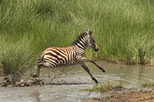 Grants Prints: Grant's Zebra - young crossing a river - Serengeti NP - Tanzania
