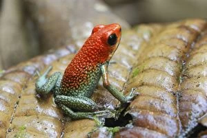 Granular Poison Arrow / Dart Frog (Oophaga granuliferus)