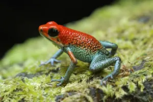Toxic Prints: Granular Poison Frog Corcovado N. P. Costa Rica