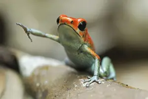 Granular Poison Frog Corcovado N. P. Costa Rica