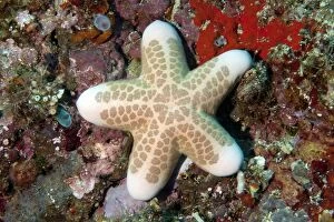 Images Dated 28th October 2004: Granular Sea Star