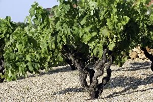 Images Dated 15th July 2006: Grape Vine - Drome - France