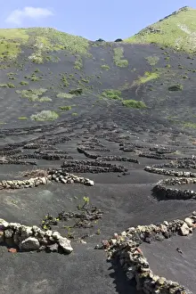 Canary Islands Prints: The grape vine is located in the bottom of these sem-circular stone walls called zacos