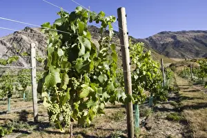 Queenstown Prints: Grapes - growing in new vineyards planted near Queenstown. South Island - New Zealand