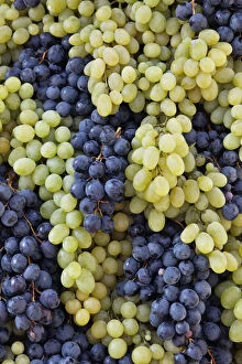 Grapes on parade float, Chianti Grape Harvest