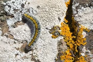Butterflies And Moths Gallery: Grass Eggar Moth Caterpillar - on Lichen