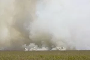 Bush Fire Gallery: Grass fire - a fire sweeps across the savannah during the dry season
