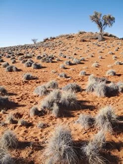 Grass-grown red Kalahari dune east of the town of Gochas