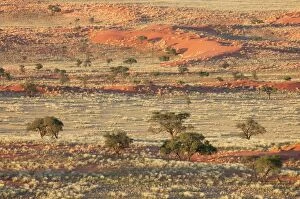 Images Dated 21st March 2008: Grass-grown sand dunes and Camelthorn Trees (Acacia)
