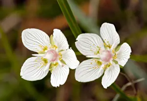 Fall Prints: Grass-of-Parnassus - in flower - autumn - Marshy grassland