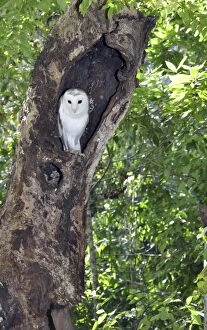 Images Dated 24th July 2012: Grass Owl - in tree