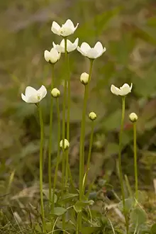 Grass of Parnassus (Parnassia palustris) in flower. Scotland