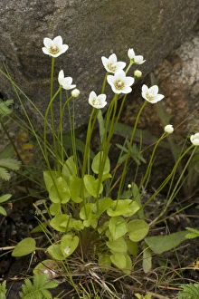 Images Dated 15th July 2006: Grass of Parnassus (Parnassia palustris) in flower, Scotland