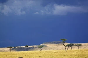 Acacia Gallery: Grass plains and storm clouds over Serengeti