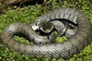 Grass / Ringed snake. Alsace France