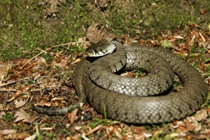 Images Dated 28th May 2004: Grass / Ringed snake. Alsace France