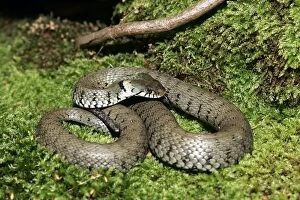 Images Dated 28th May 2004: Grass / Ringed snake. Alsace France