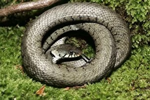 Images Dated 28th May 2004: Grass / Ringed snake. Alsace France