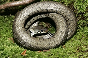 Images Dated 28th May 2004: Grass / Ringed snake. Alsace France