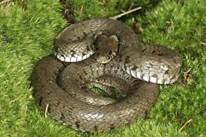 Images Dated 27th January 2006: Grass / Ringed snake. Alsace France