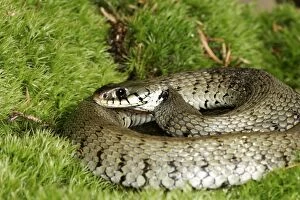 Images Dated 27th January 2006: Grass / Ringed snake. Alsace France