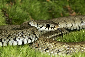 Images Dated 27th January 2006: Grass / Ringed snake. Alsace France