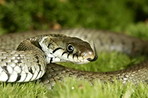 Images Dated 27th January 2006: Grass / Ringed snake. Alsace France