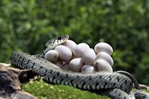 Images Dated 4th July 2003: Grass / Ringed Snake - coiled around eggs. Alsace - France