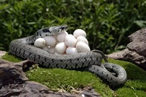 Images Dated 4th July 2003: Grass / Ringed Snake with eggs. France