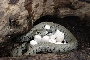 Curled Up Prints: Grass / Ringed Snake - at nest, coiled around eggs. Alsace. France