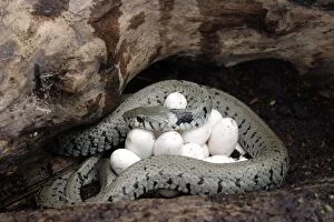 Images Dated 4th July 2003: Grass / Ringed Snake - at nest, coiled around eggs. Alsace. France