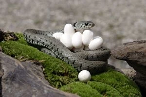 Grass / Ringed Snake - at nest with eggs