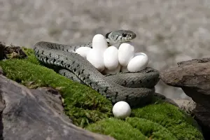 Curled Up Prints: Grass / Ringed Snake - at nest with eggs. Alsace. France