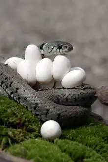 Curled Up Prints: Grass / Ringed Snake - at nest protecting eggs. Alsace. France